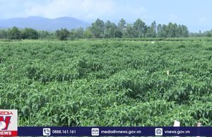 Ớt, hành rớt giá, nông dân Bình Định khó tìm đầu ra