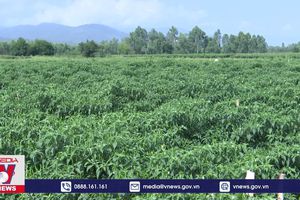 thumnail-969 Ớt, hành rớt giá, nông dân Bình Định khó tìm đầu ra