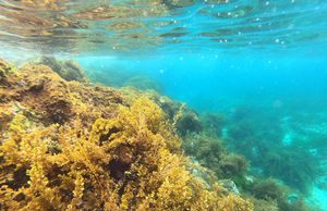 Sắc màu lung linh san hô ở biển duyên hải miền Trung