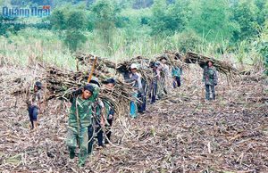 Xốn xang… mía đường