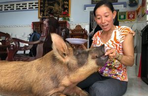 Chuyện lạ miền Tây: Chú heo thích ăn kẹo, nằm điều hòa