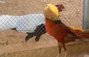 Chàng kỹ sư xây dựng ‘bén duyên’ với những loài chim quý