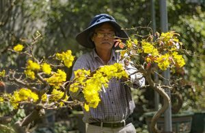 Nhà vườn thủ phủ mai vàng miền Trung tất bật ‘tút’ lại cây lo cho Tết năm sau